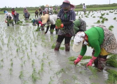 قراردادی شدن کشت برنج در استان های شمالی