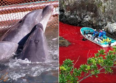 داستان تلخ کشتار دلفین ها در تایجی ژاپن