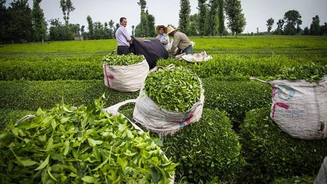 شروع خرید تضمینی برگ سبز چای از چای کاران