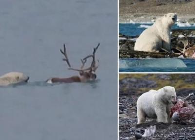 اتفاقی بی سابقه در قطب شمال؛ خرس قطبی گوزن شکار کرد!