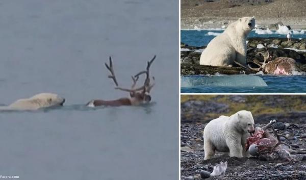 اتفاقی بی سابقه در قطب شمال؛ خرس قطبی گوزن شکار کرد!