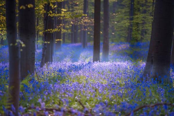 جنگل جادویی هالربوس، بهشت آبی رنگ بلژیک