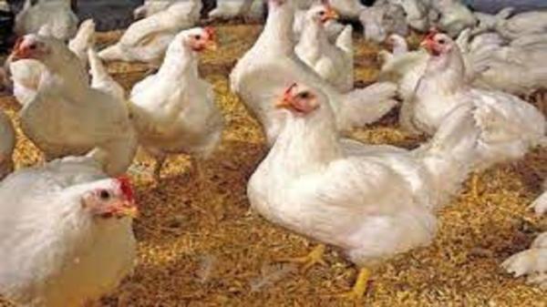 هزینه های مرغداری ها با فراوری مرغ سایز کاهش می یابد