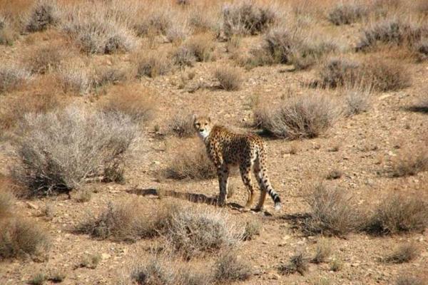 برگزاری ششمین جشنواره گردشگری سفر به توران