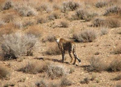 برگزاری ششمین جشنواره گردشگری سفر به توران